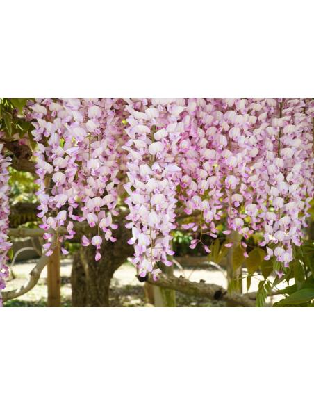 Japanese Pink Wisteria vine for sale (Wisteria floribunda)