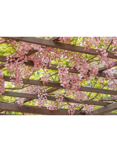 Wisteria Rosada (Wisteria rosea) 1 Arbolito en...