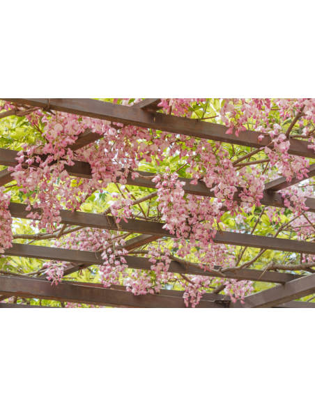 Japanese Pink Wisteria vine for sale (Wisteria floribunda)