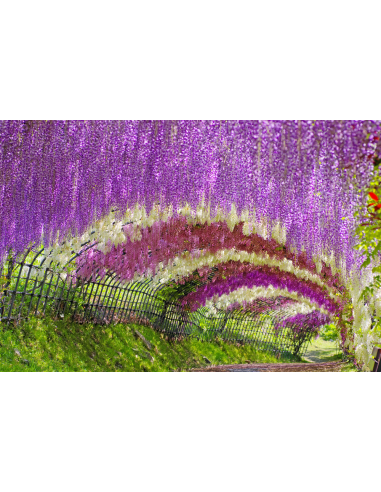 Wisteria Rosada (Wisteria rosea) 1 Arbolito en...