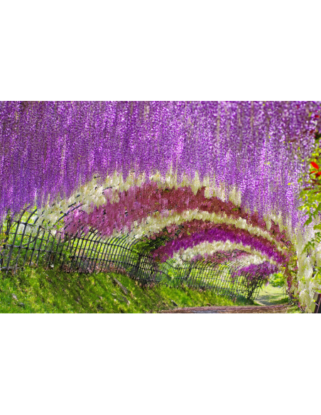 Japanese Pink Wisteria vine for sale (Wisteria floribunda)