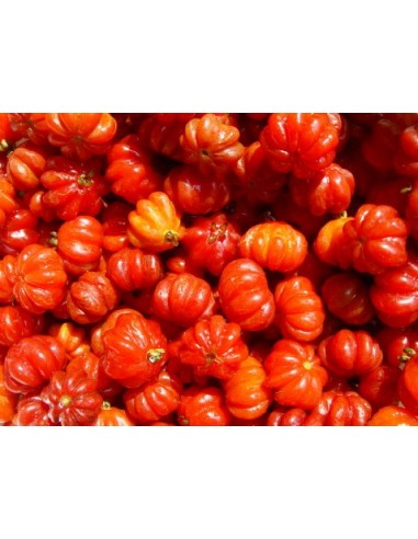 1  Pitanga, Suriname cherry, Brazilian cherry, Cayenne cherry,(Eugenia uniflora) Live tree -  for sale Fruit lovers