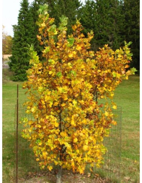 1 Live Liriodendron tulipidera (Tulip tree) BIG FALL TREES FOR SALE NOW