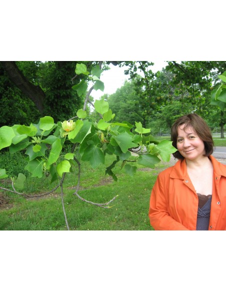 1 Live Liriodendron tulipidera (Tulip tree) BIG FALL TREES FOR SALE NOW