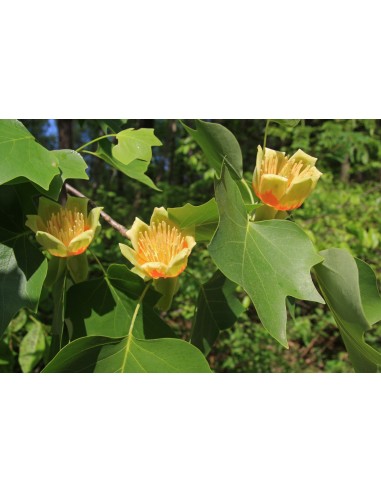 1 Live Liriodendron tulipidera (Tulip tree) BIG...