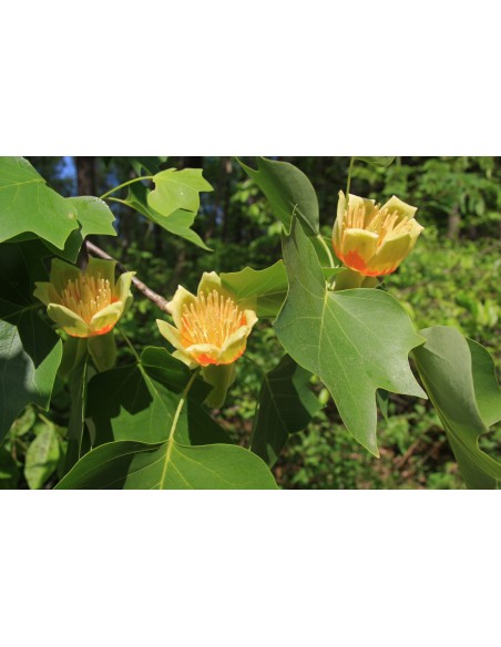 1 Live Liriodendron tulipidera (Tulip tree) BIG FALL TREES FOR SALE NOW