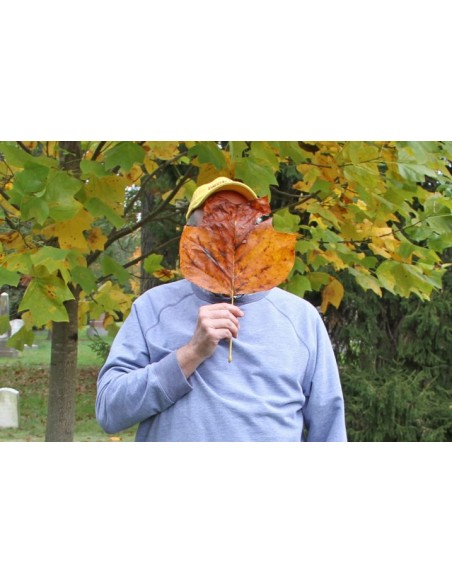 1 Arbolito de Tulipero o de las tulipas, tulipan (Liriodendron tulipifera) Venta online donde  comprar