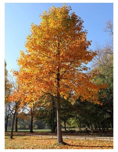 1 Live Liriodendron tulipidera (Tulip tree) BIG...