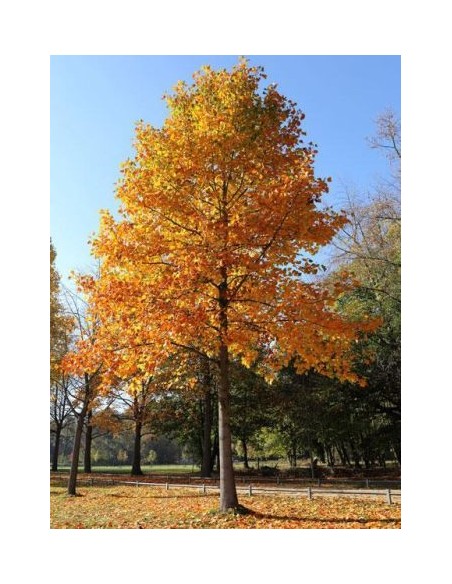1 Live Liriodendron tulipidera (Tulip tree) BIG FALL TREES FOR SALE NOW