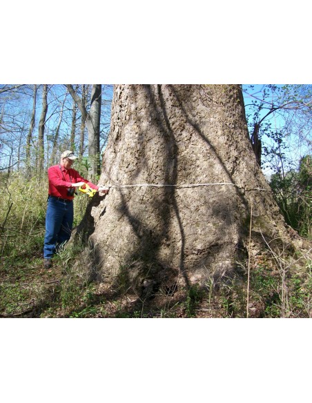 1 Live Liriodendron tulipidera (Tulip tree) BIG FALL TREES FOR SALE NOW