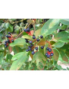 1 Live Sassafras tree...