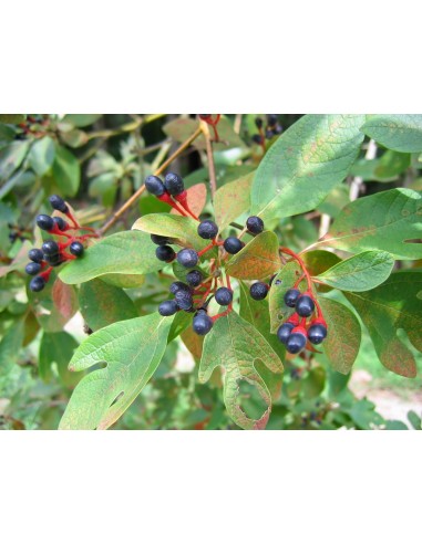 Sasafras 1 Arbol vivo (Sassafras albidum) Increibles colores otoñales - Arbol medicinal para coleccionistas