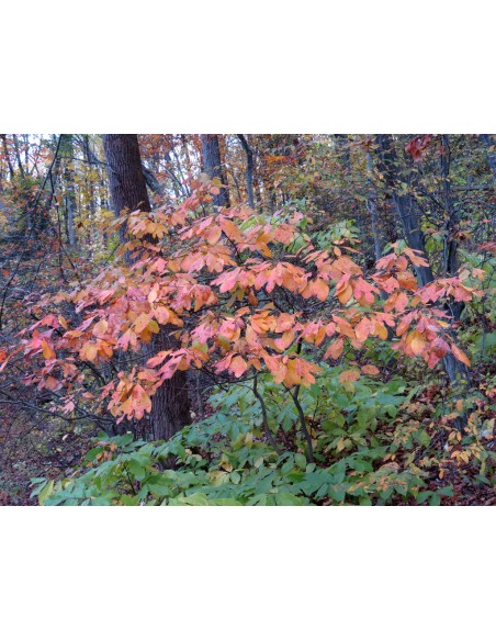 Sasafras 1 Arbol vivo (Sassafras albidum) Increibles colores otoñales - Arbol medicinal para coleccionistas