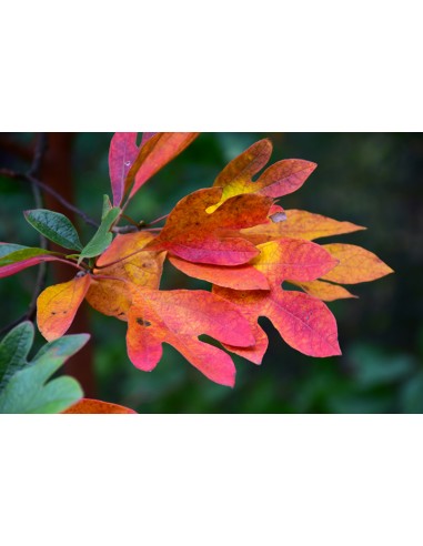 Sasafras 1 Arbol vivo (Sassafras albidum)...