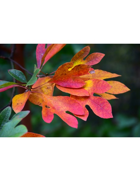 Sasafras 1 Arbol vivo (Sassafras albidum) Increibles colores otoñales - Arbol medicinal para coleccionistas
