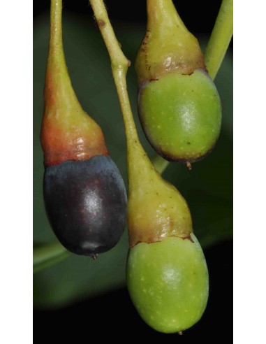 Sasafras 1 Arbol vivo (Sassafras albidum)...