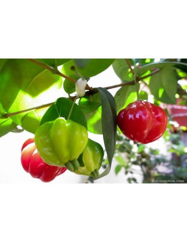 1  Pitanga, Suriname cherry, Brazilian cherry, Cayenne cherry,(Eugenia uniflora) Live tree -  for sale Fruit lovers