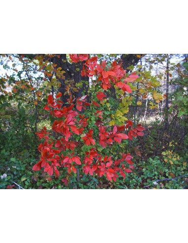 Sasafras 1 Arbol vivo (Sassafras albidum)...