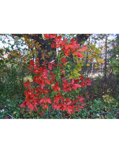 Sasafras 1 Arbol vivo (Sassafras albidum) Increibles colores otoñales - Arbol medicinal para coleccionistas