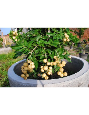 Longan, Dragon eye fruit Live tree ( Dimocarpus longan) Euphoria live plants - BUY ONLINE