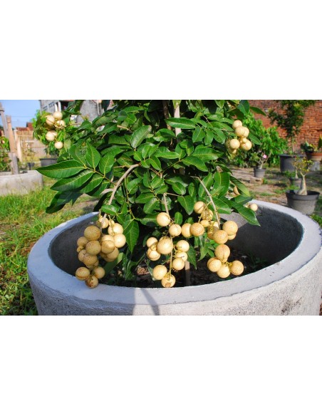 1 Arbolito de Longan (Dimocarpus longan) Fruta ojo de dragon en Mexico, donde comprar arboles de Longan