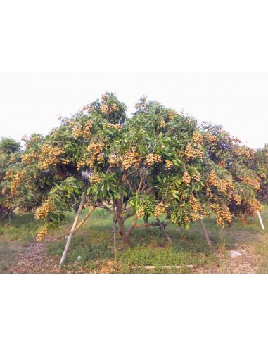 1 Arbolito de Longan (Dimocarpus longan) Fruta...