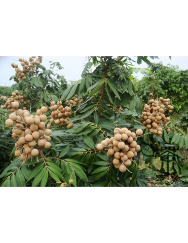 1 Arbolito de Longan (Dimocarpus longan) Fruta...