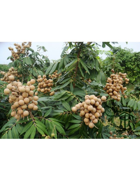 1 Arbolito de Longan (Dimocarpus longan) Fruta ojo de dragon en Mexico, donde comprar arboles de Longan