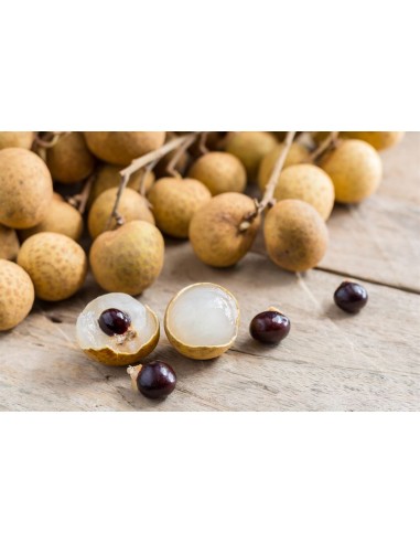 Longan, Dragon eye fruit Live tree ( Dimocarpus...