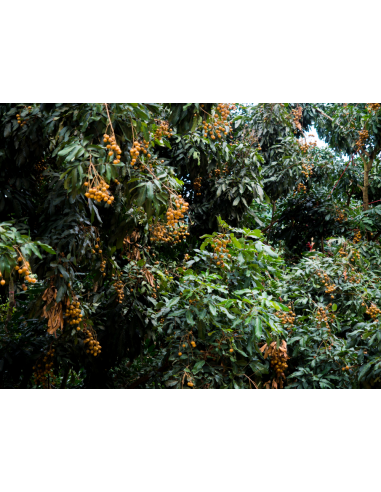 Longan, Dragon eye fruit Live tree ( Dimocarpus...