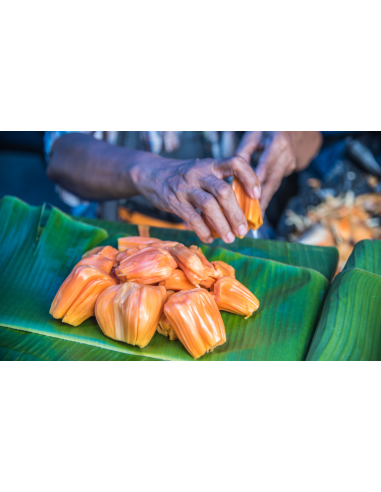 ''Dang suri'' Red Jack fruit tree  (Artocarpus...