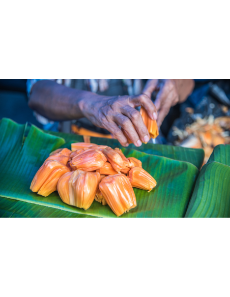 ''Dang suri'' Red Jack fruit tree  (Artocarpus heterophyllus) GRAFTED - order online
