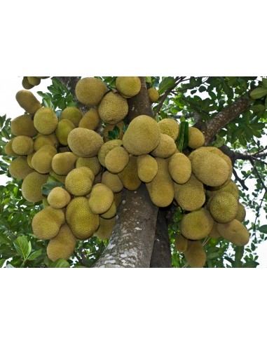''Dang suri'' Red Jack fruit tree  (Artocarpus...