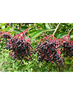 Johns elderberry (Sambucus...