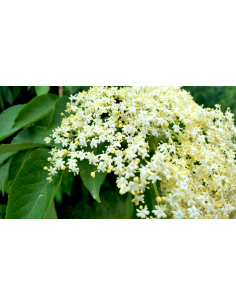 Johns elderberry (Sambucus... 2