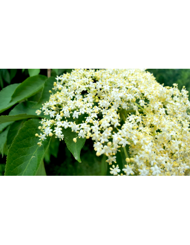 1 Arbolito de Sauco canadiense (Sambucus...