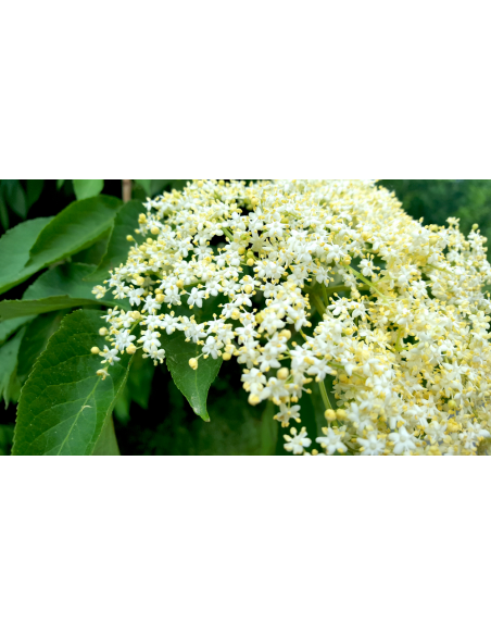 Johns elderberry (Sambucus canadensis) BUY HERE LIVE TREE FOR SALE