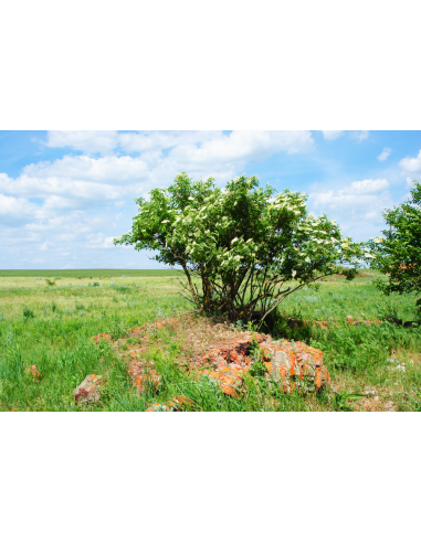 Johns elderberry (Sambucus canadensis) BUY HERE...