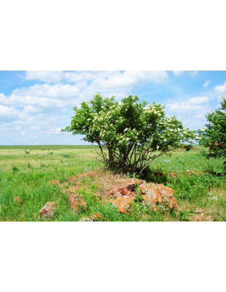 Johns elderberry (Sambucus canadensis) BUY HERE LIVE TREE FOR SALE