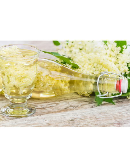 Johns elderberry (Sambucus canadensis) BUY HERE LIVE TREE FOR SALE