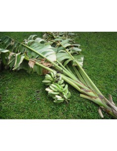 Platano ''Ae Ae'' rayado o...