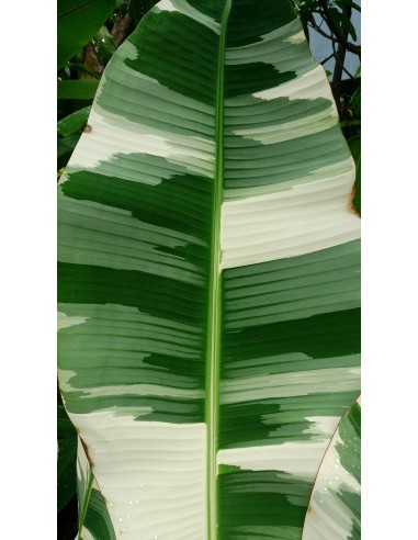 Banana ''Ae Ae'' variegate banana - Unique and...