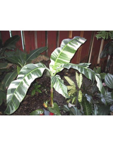 Platano ''Ae Ae'' rayado o pinto (Ae ae banana)...