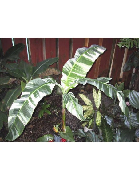 Banana ''Ae Ae'' variegate banana - Unique and rare plants - WHERE TO BUY