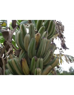 Platano ''Ae Ae'' rayado o... 2