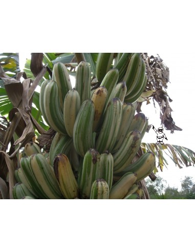Banana ''Ae Ae'' variegate banana - Unique and...