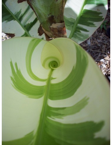 Platano ''Ae Ae'' rayado o pinto (Ae ae banana)...