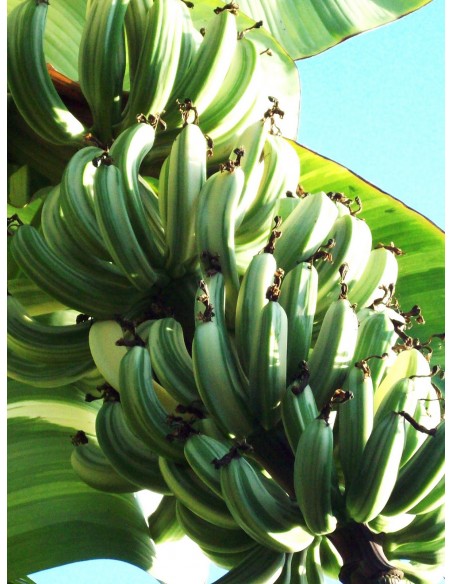 Banana ''Ae Ae'' variegate banana - Unique and rare plants - WHERE TO BUY