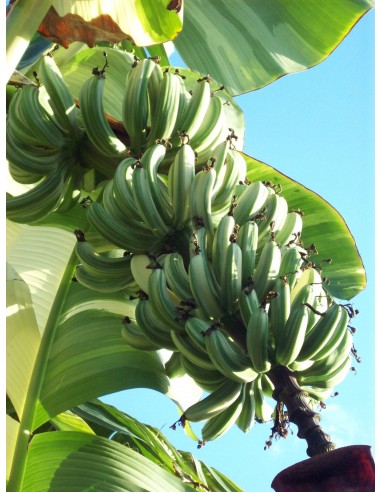 Banana ''Ae Ae'' variegate banana - Unique and...