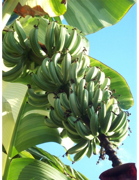 Platano ''Ae Ae'' rayado o pinto (Ae ae banana) Variegado venta de Plantulas reales online